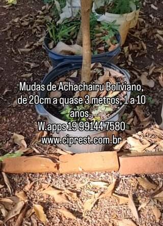 Mudas de Achachairu Boliviano no #viveirociprest 
 W.apps 19 99144 7580
 www.cip…