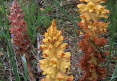 Conheça as Orobanchaceæ Nativas do Brasil
É uma família de plantas cosmopolitas …