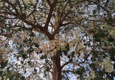 Excelente alternativa para abelhas. Todos os onos estamos observando e apresenta…