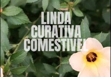 A chanana é uma flor onipresente no Brasil. É a flor símbolo de Natal (RN). No Nordeste, ela brilha e ocorre igual mato pelas ruas.

Para o paisagismo, é uma planta sensacional. Eu coloco em todos os meus projetos de paisagismo, porque é resistente à seca, dá flores o ano todo (exceto em regiões mais frias), tolera muito calor, solos salinos e bastante pobres. Precisa de sol pleno.

As flores se abrem pela manhã e se fecham na hora do almoço. São super delicadas e fazem a alegria das abelhas. E ela em flor é de tirar o fôlego!

Comestivel? Sim, totalmente. As flores podem ser consumidas, e as folhas podem ser usadas em infusões.

Medicinalmente, é usada de forma tradicional para o estômago, os rins, o fígado, como antiinflamatório e principalmente, como afrodisíaca. Consta que deve ser evitada por gestantes.

Uma curiosidade – ela, além de marcar as horas, fechando as flores com o passar do dia, tem uma relação muito legal com os insetos. Possui nectários extra-florais, produzindo néctar na base das folhas – geralmente isso só ocorre nas flores, então é um fenômeno relativamente raro no mundo vegetal.

Esse nectar atrai formigas, que protegem a planta.

Para fazer mudas, pode ser por sementes ou estacas de caule.

Nome científico Turnera subulata

Você já usou essa planta para algum fim? ❤️