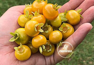 Quinze mudas nativas enviadas à Blumenau, aos cuidados do amigo @alyssonrafaelfa…