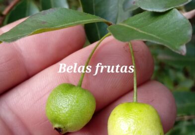 Cambuí branco – Psidium sartorianum