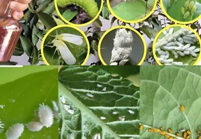 Uma solução caseira eficaz para pragas de jardim: lagartas, percevejos, formigas…