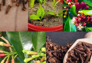 Cultivo fácil de cravo: da semente à especiaria
1. Selecionando as Sementes de C…