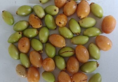 Con que nombre conoces esta fruta

Con que nombre conoces esta fruta