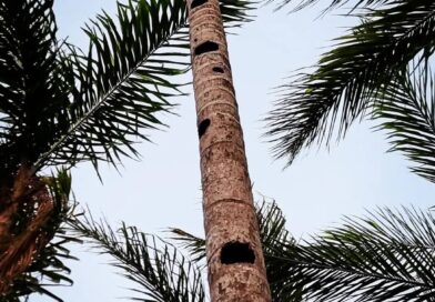 Um coqueiro , neste caso a Palmeira Pupunha que seca é muito mais que um tronco …