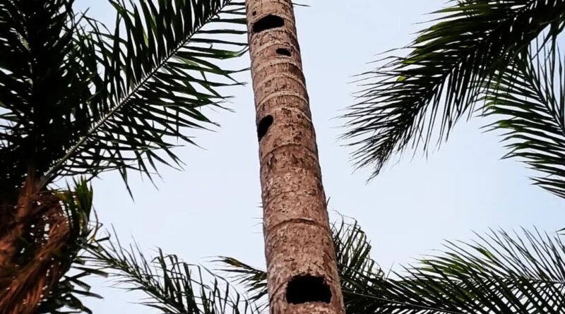 Um coqueiro , neste caso a Palmeira Pupunha que seca é muito mais que um tronco …