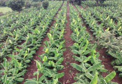 Plátano en doble linea