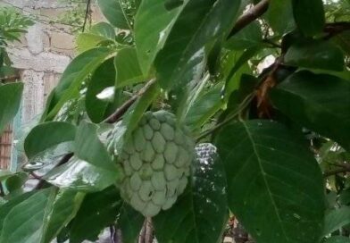 Haber cómo se llama