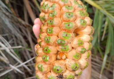 ALLAGOPTERA : Coquinho da praia,Palmeirinha de tatu, Guriri seu gênero botânico …