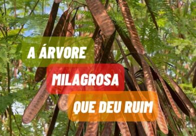 A leucena (Leucaena leucocephala), uma árvore originária da América Central, é hoje considerada uma das 100 piores espécies invasoras do mundo. Com ampla distribuição por todo o território nacional, a leucena tem invadido os mais variados tipos de ambientes e ecossistemas.
#plantas
#florabrasileira
#jardim
#paisagismo