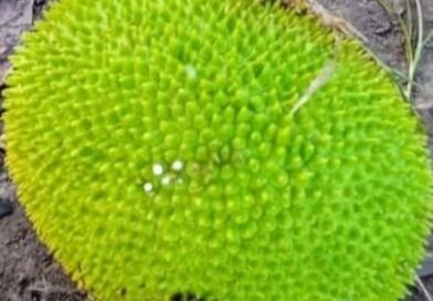 Con que nombre conoces esta fruta

Con que nombre conoces esta fruta