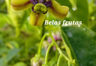 Tomatinho do mato – Solanum diploconos