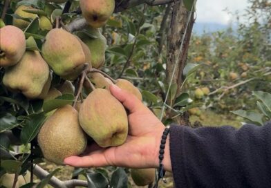 Apoyemos a los productores de Pera 
#pera #agro #campovida