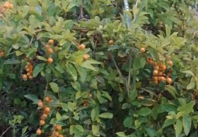 Con que nombre conoces esta fruta

Con que nombre conoces esta fruta