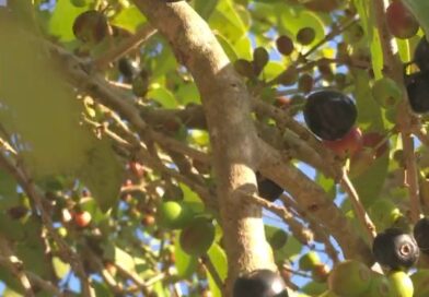 EU PODERIA ESTAR EM OUTRO LUGAR MAIS SUA PRESENÇA ME ATRAIU( Jabuticaba da Praia…