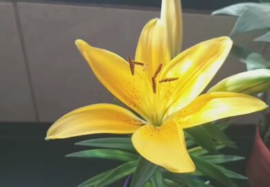 Afinal, o que é uma flor meu senhor?
 Bora ver.