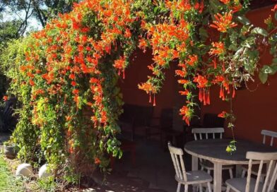 24 de junho – Dia de São João 
FLOR-DE-SÃO-JOÃO
Nome Científico: Pyrostegia venu…