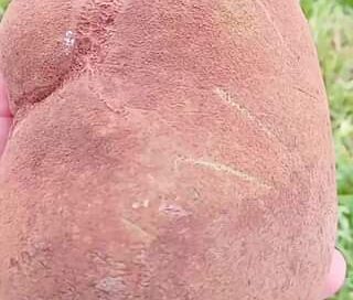 Algué m conhece está fruta? #hortaemcasa #hortaorganica #frutas #frutiferas #jar…