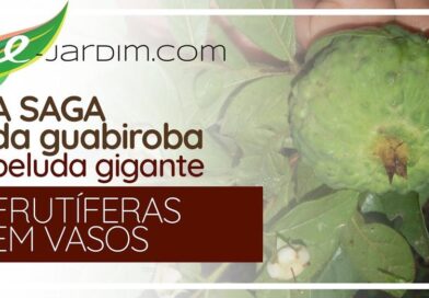 A saga em busca dessa rara frutífera da Mata Atlântica, que era dada como extint…