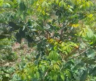 Árboles de rambutan de 8 meses establecidos en condiciones de sabana ondulada. O…