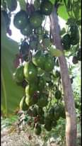 História da fruta  Abacate  O abacate era amplamente cultivado antes da conquist…