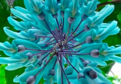 A exuberância da jade azul passando para desejar um excelente final de semana a …