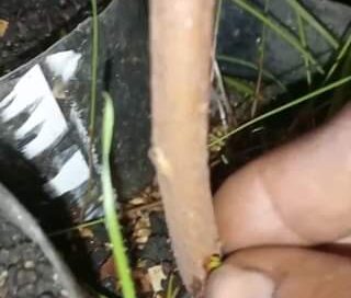 Poda y cuidado de injerto de guayaba en maceta