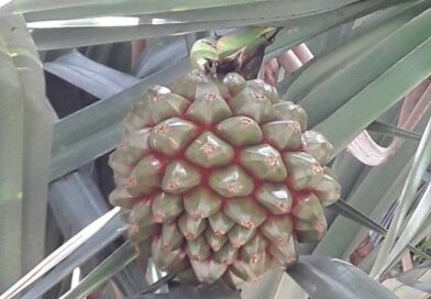 Alguém conhece ?
 Sabe dizer o nome?
 É fruta ?