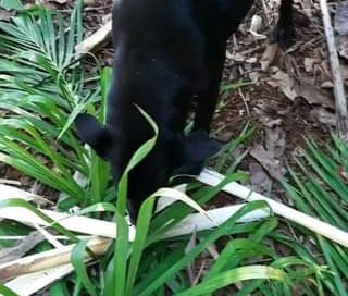 Sempre que vou cortar Palmito Pupunha sou acompanhado, meus Cães adoram palmito …