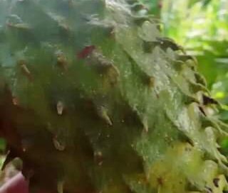 Alguém gosta de suco natural de graviola? #plantas #frutiferas