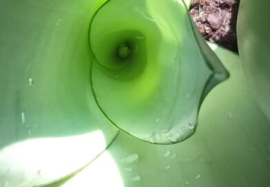 Bom dia.
 O interior de um broto de espada-de-são-jorge (Dracæna trifasciata). D…