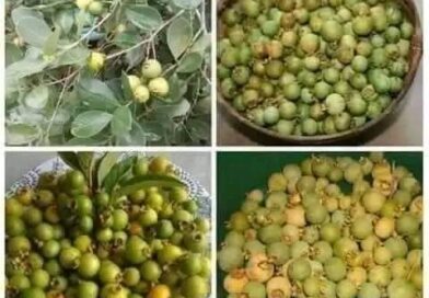 até agora ninguem descobriu que fruta é essa