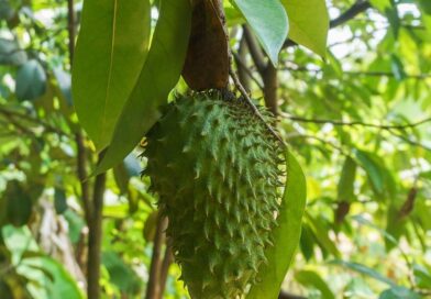 Graviola: Benefícios, Usos e Tabela Nutricional – NF Mais