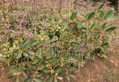 Alguém poderia identificar essa fruta  por favor ? 
 Local: Piedade/ SP, beira d…