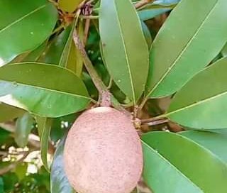 Alguém conhece esta planta? #plantas #frutas #frutiferas #jardim