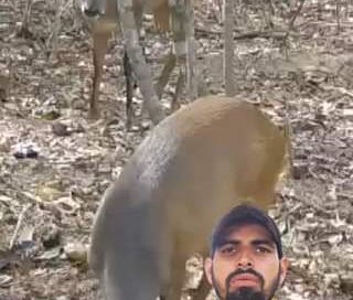 Veado  Na Espera 
 .
 .
 .
  #veado #veadomateiro #roça #agro #aventura #rural …