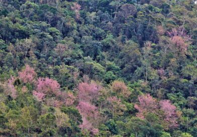 Cerejeira-japonesa (Prunus serrulata) – Bela e honorável inimiga.
 Fotos &Ví…