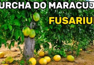 Como acabar com a murcha do maracujá