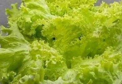 Aí Brasil horta em casa Segue o canal deixa seu like ajuda a gente divulgar Obri…