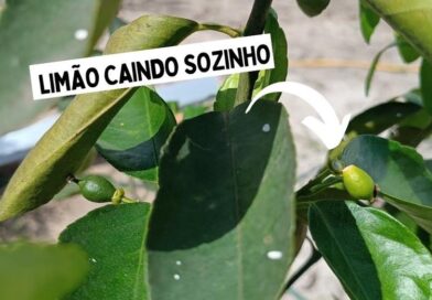 Limão Caindo do pé Sozinho oque fazer?