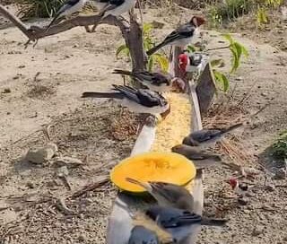Pássaros Sendo Alimentados Só Gratidão