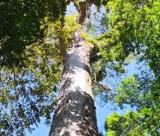 As Árvores Que Se Destacam Em Cada Bioma Brasileiro!