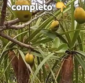 Não É COMESTÍVEL #plantas #arvores #sucessovital #frutodocerrado