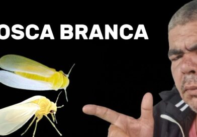 Mosca branca como combater a mosca branca usando inseticida natural