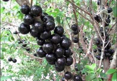 Jabuticaba (Sabará) transplantando do vaso para o chão.