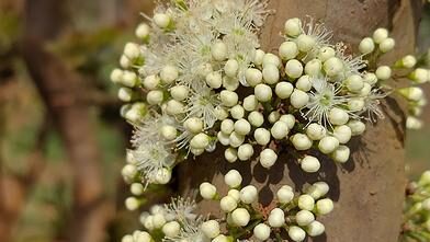 Guapurium caipirinha (Myrtaceae) , a new species of jaboticaba from Brazil with pentamerous flowers | Phytotaxa