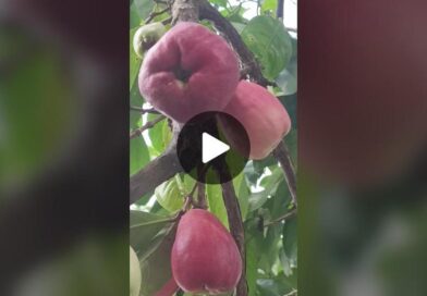 TikTok · Ascario Plaza Montes.