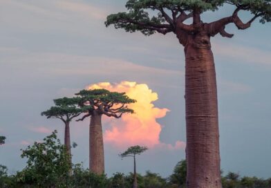 Árvores milenares: cientistas descobrem origem dos baobás