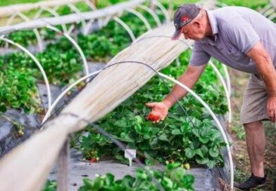 Agricultura com a força das rochas